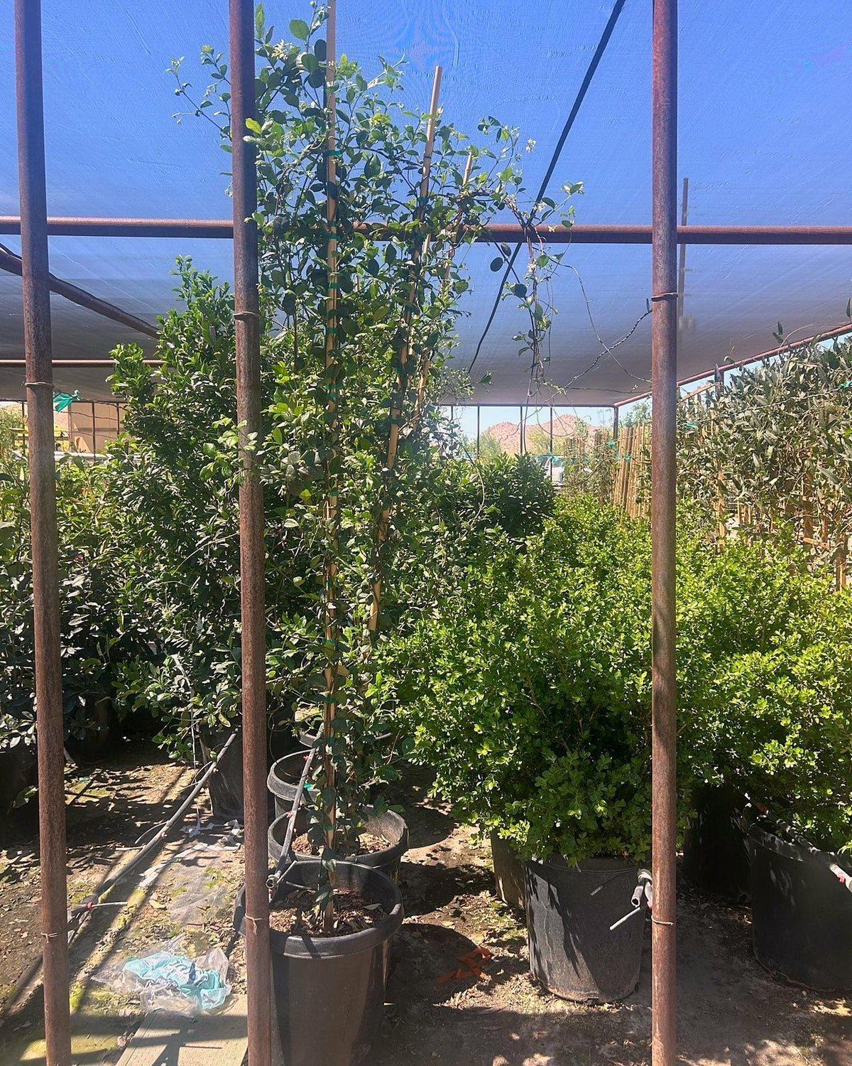 Star Jasmine - Staked