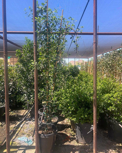 Star Jasmine - Staked