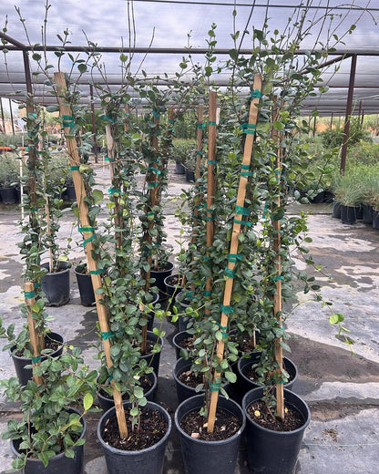 Star Jasmine - Staked