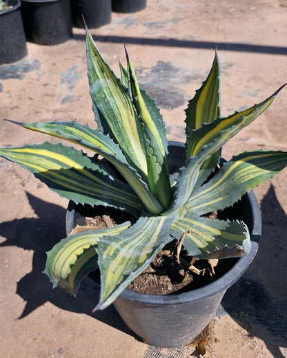 Stars & Stripes Agave CCF