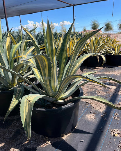 Stars & Stripes Agave CCF