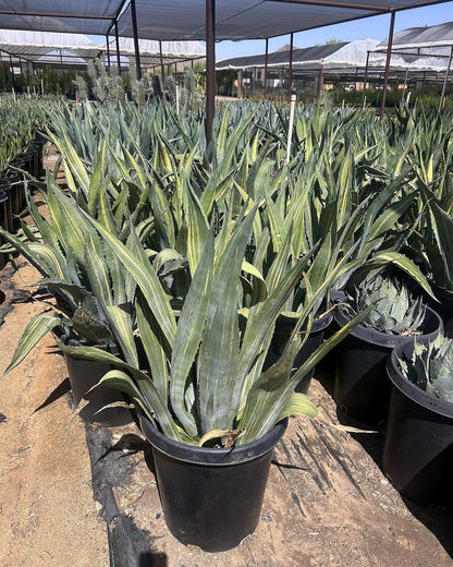 Stars & Stripes Agave CCF