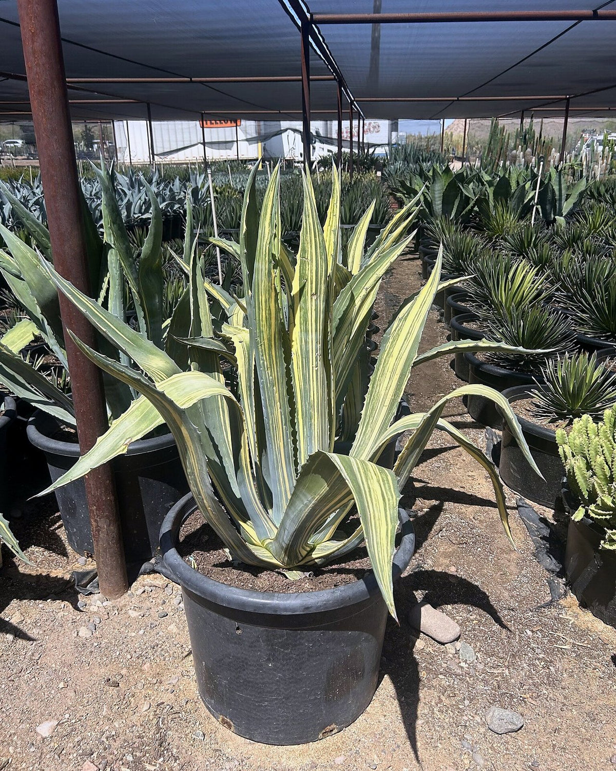 Stars & Stripes Agave CCF