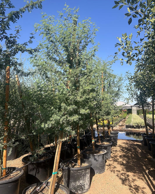 Sweet Acacia