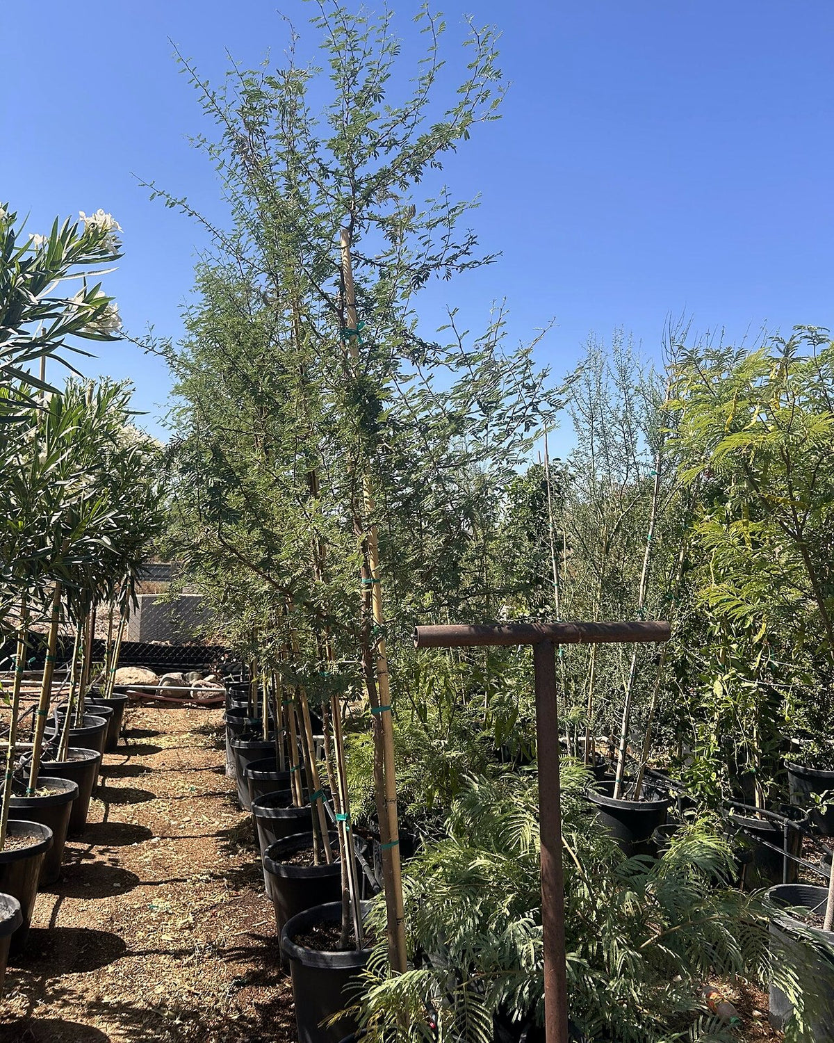 Sweet Acacia