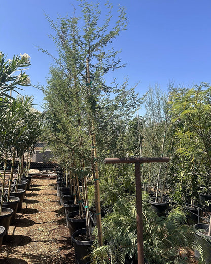 Sweet Acacia