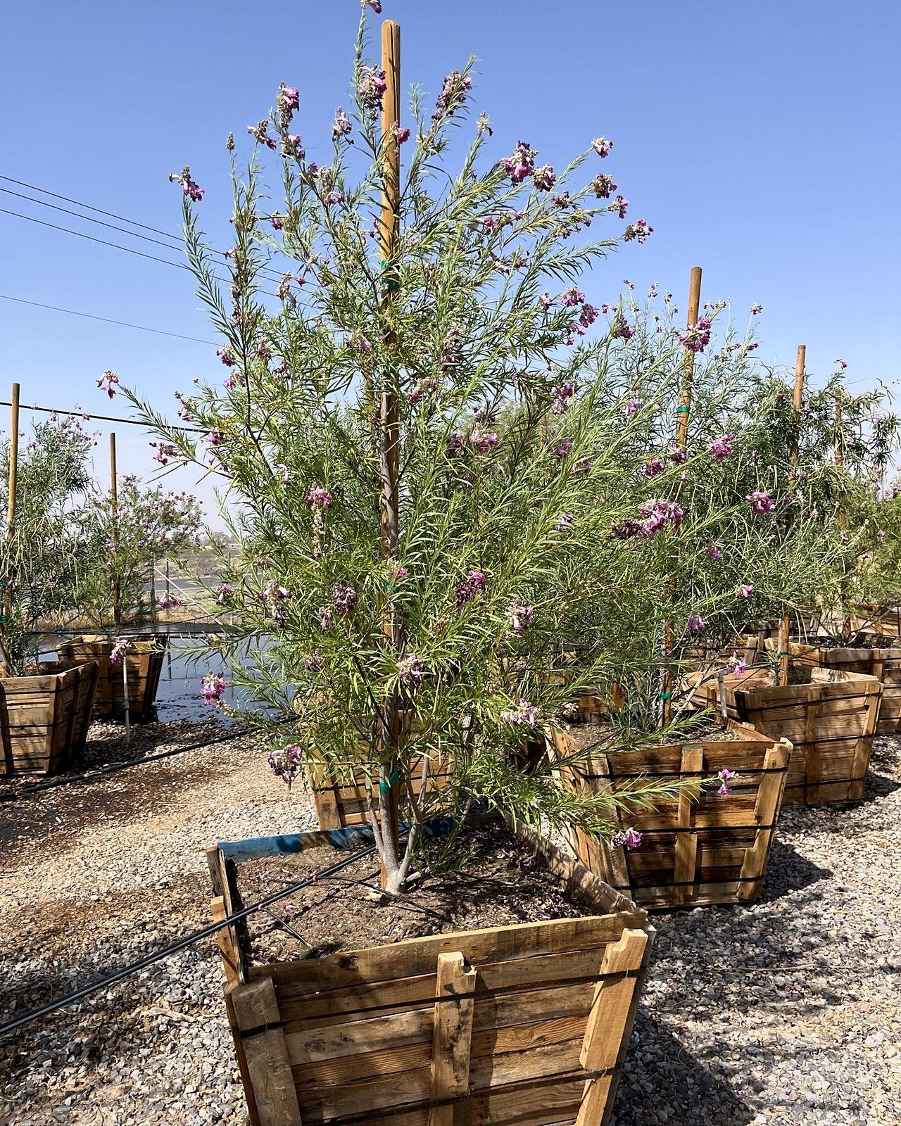 Sweet Bubba Desert Willow