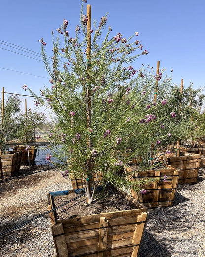 Sweet Bubba Desert Willow