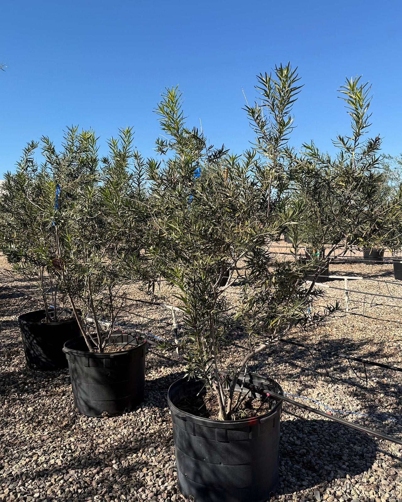 Sweet Bubba Desert Willow