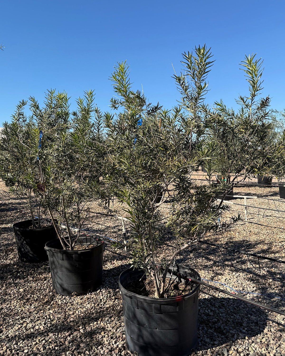 Sweet Bubba Desert Willow
