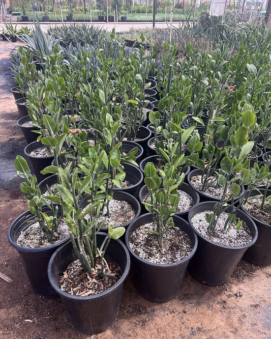 Tall Slipper Plant