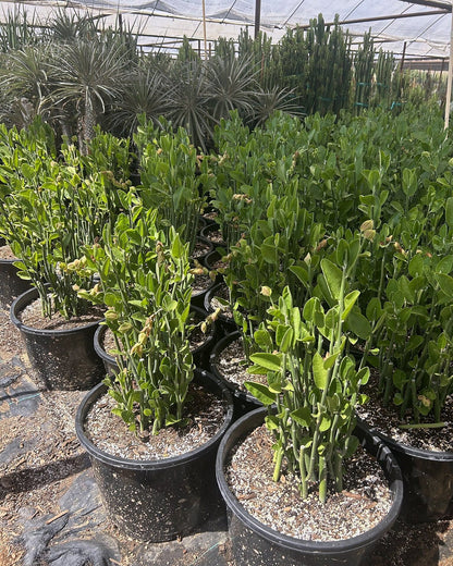 Tall Slipper Plant