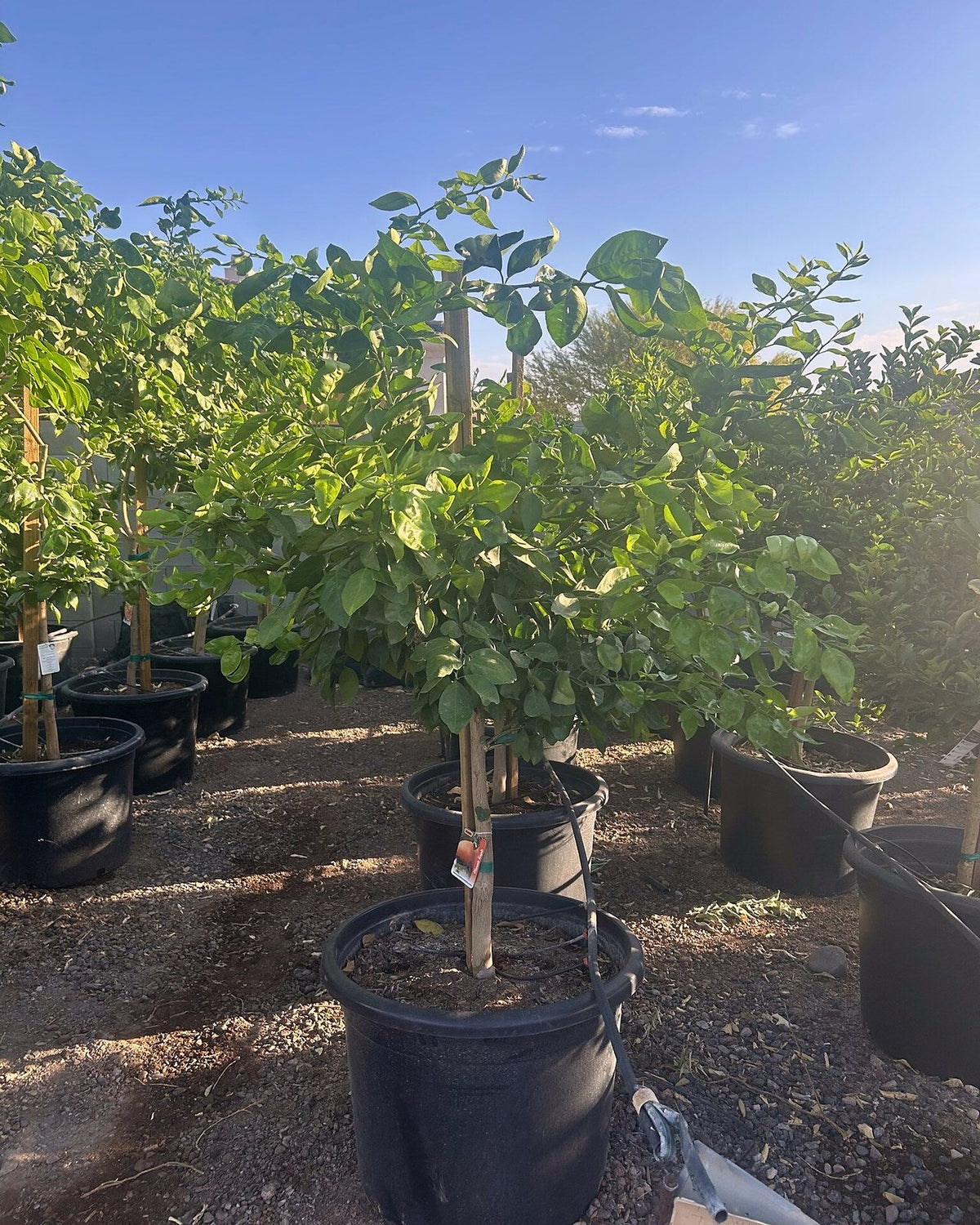 Tangelo Tree