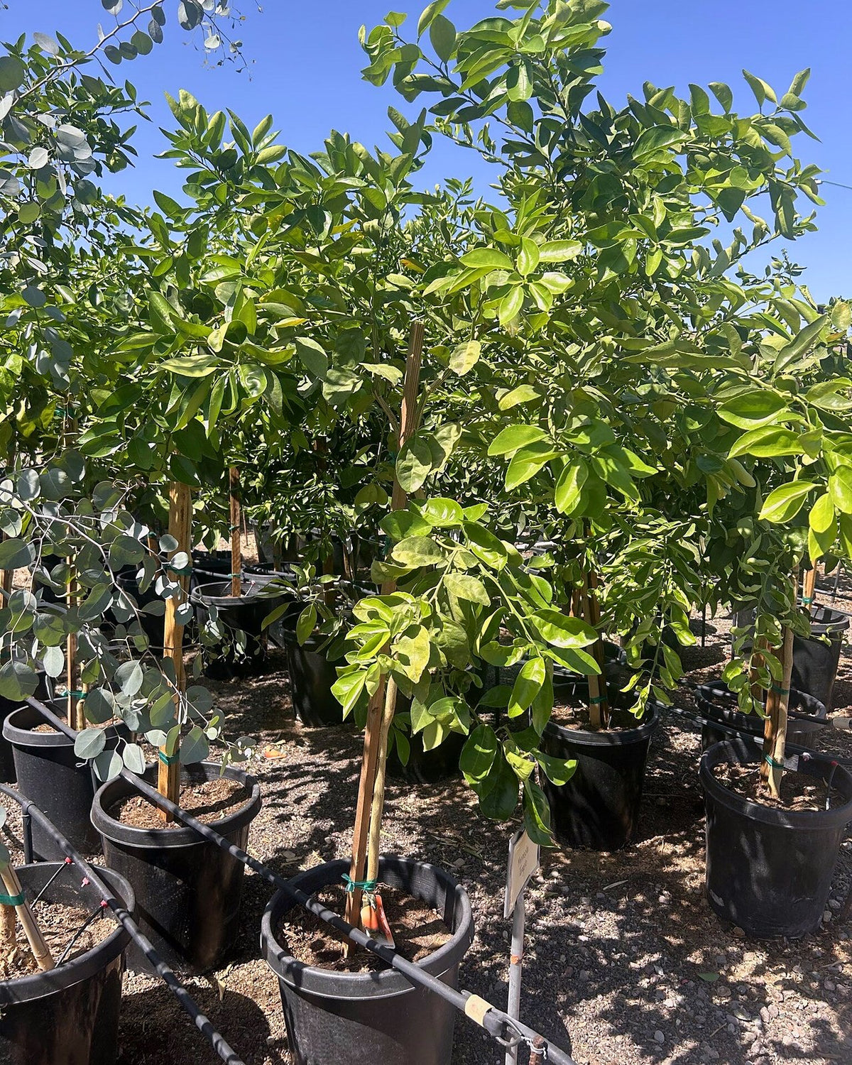 Tangelo Tree