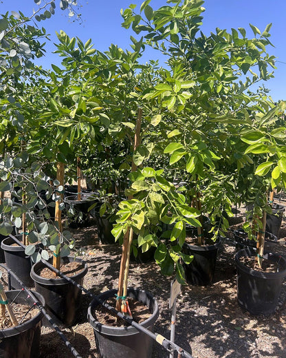 Tangelo Tree