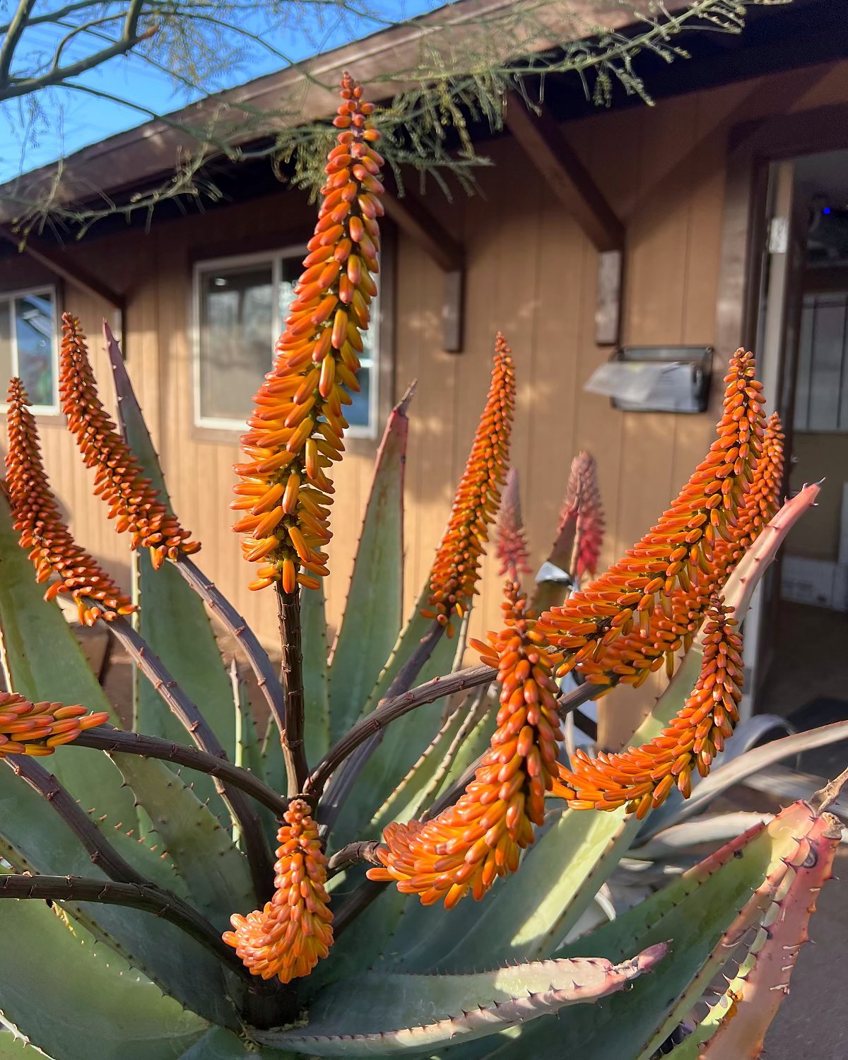 Tangerine Aloe