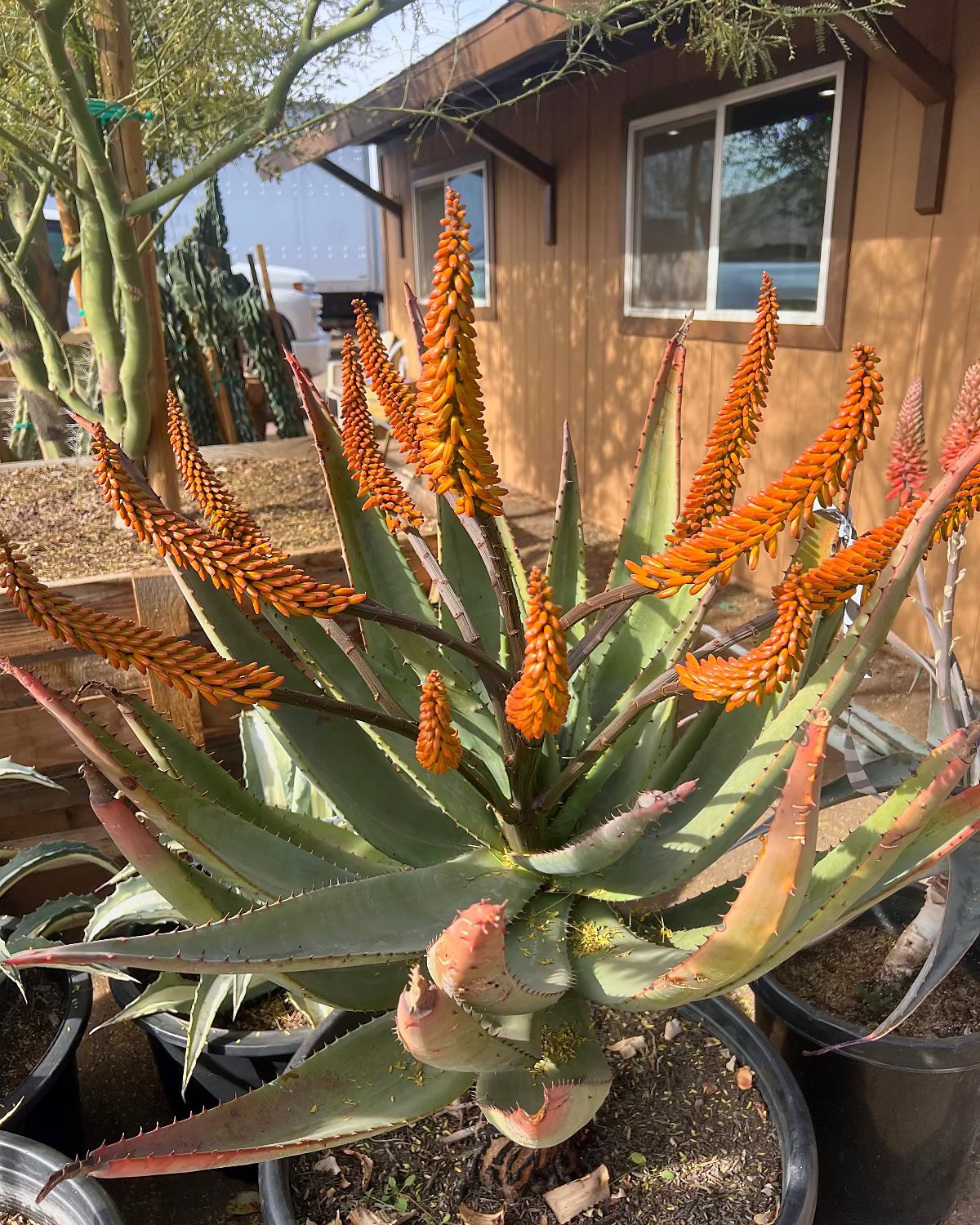 Tangerine Aloe