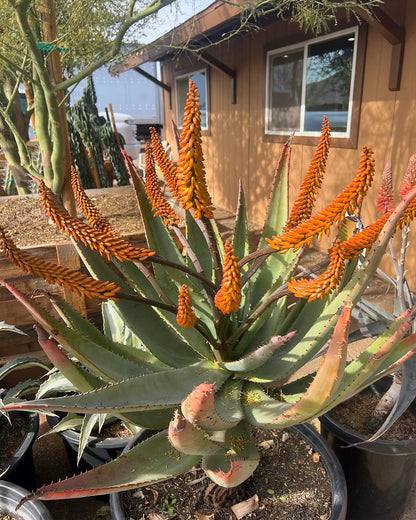 Tangerine Aloe