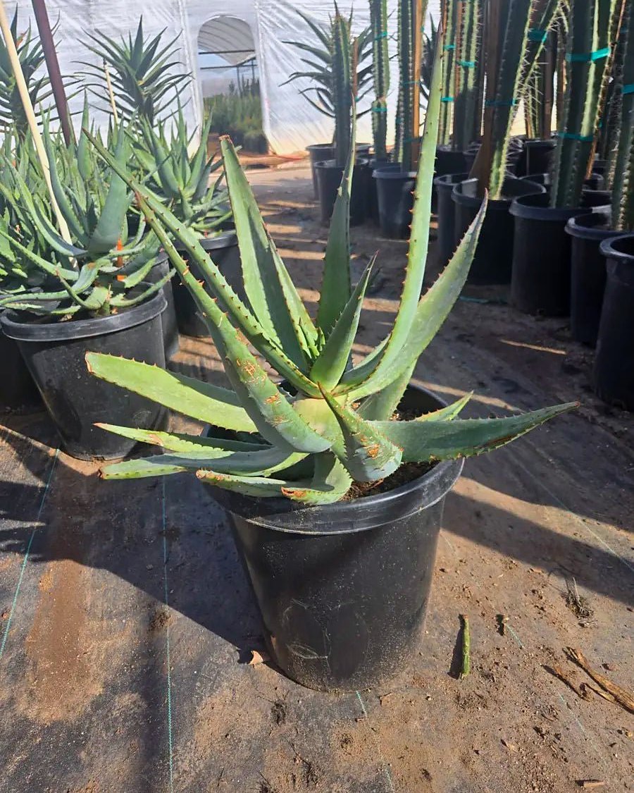 Tangerine Aloe