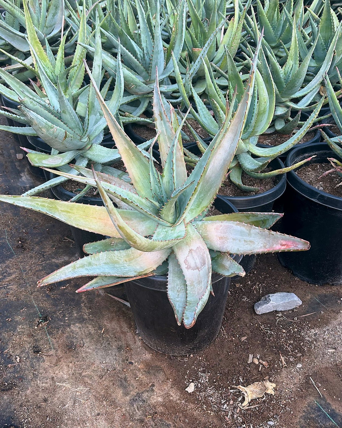 Tangerine Aloe