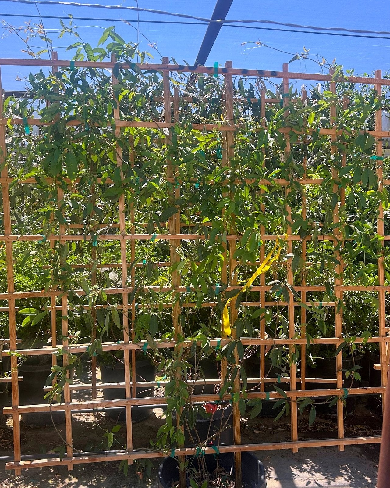 Tangerine Beauty Cross Vine Espalier
