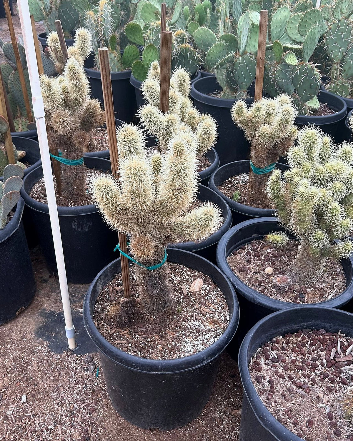Teddy Bear Cholla