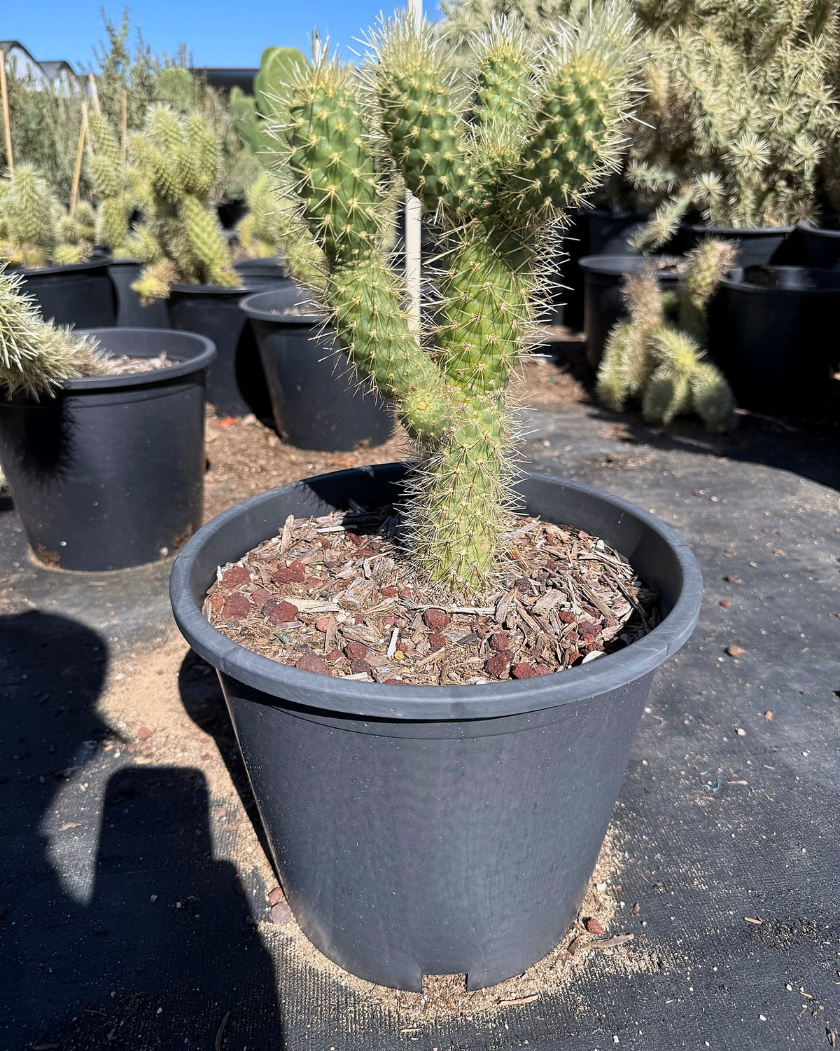 Teddy Bear Cholla