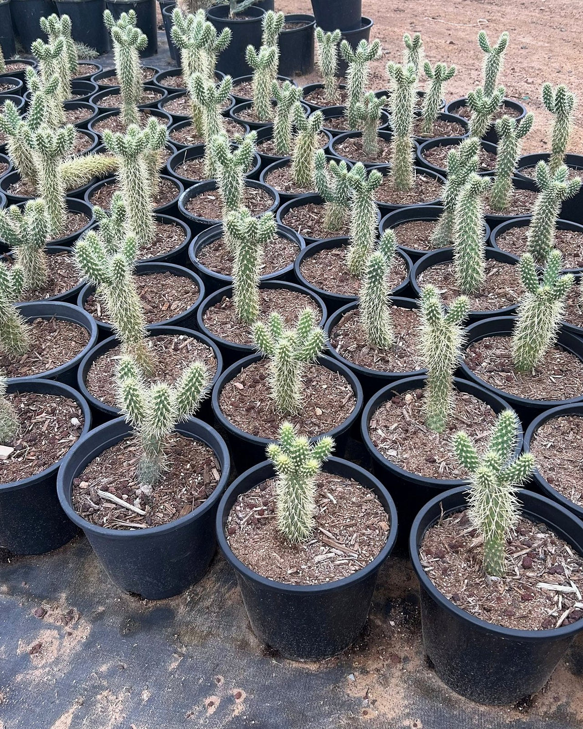Teddy Bear Cholla