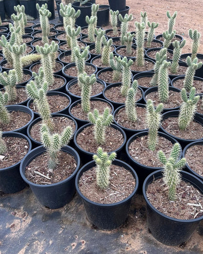 Teddy Bear Cholla