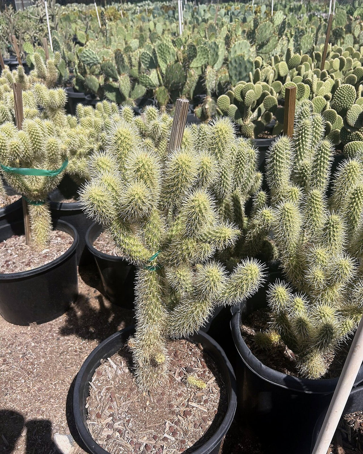 Teddy Bear Cholla