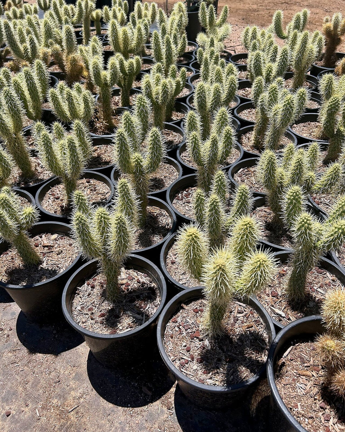Teddy Bear Cholla