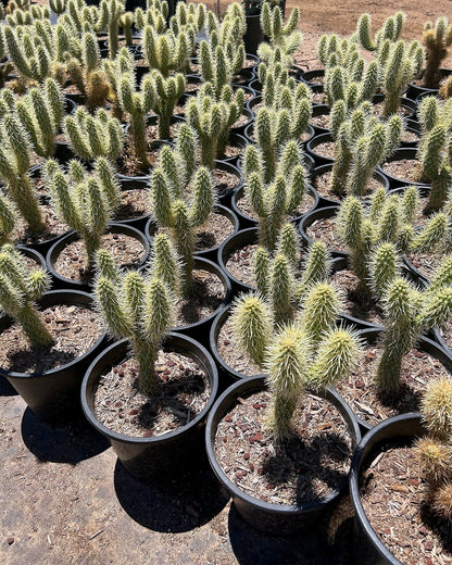 Teddy Bear Cholla