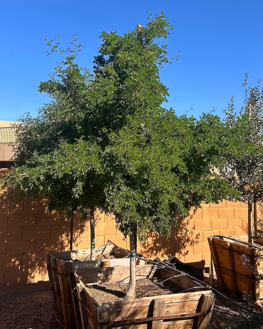 Texas Ebony