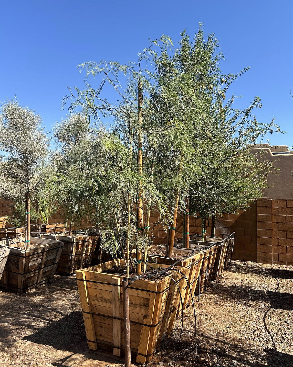 Texas Honey Mesquite