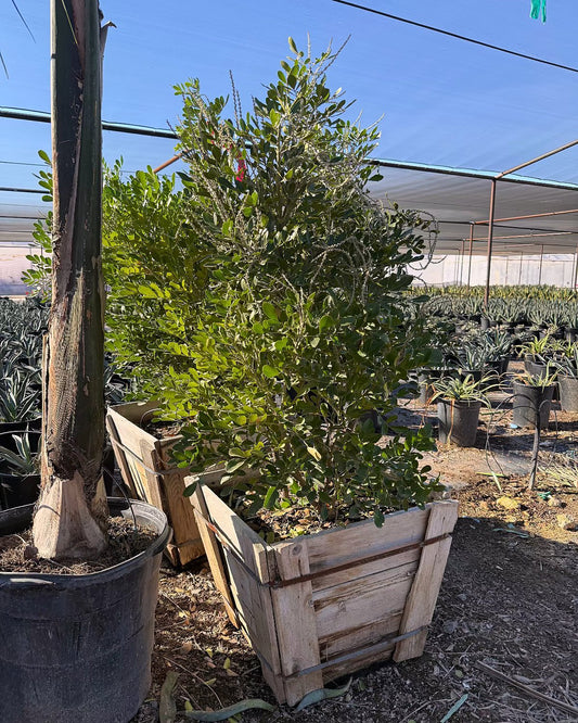 Texas Mountain Laurel