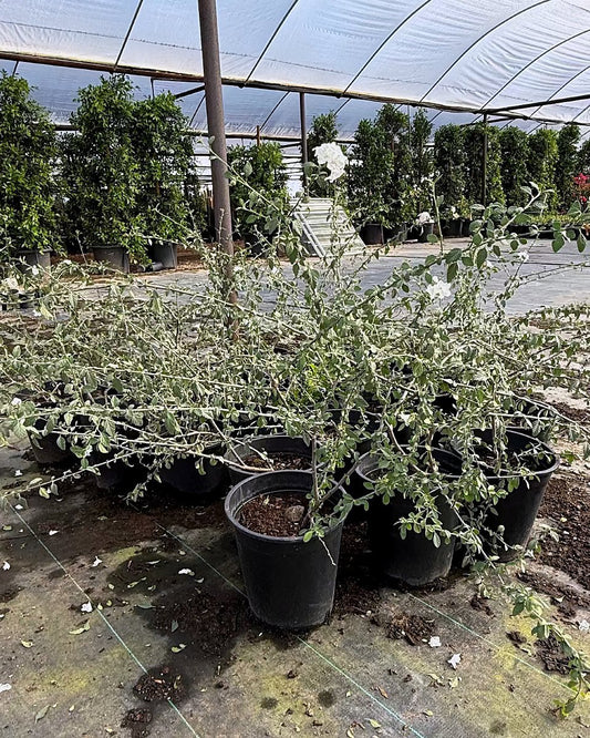Texas Olive