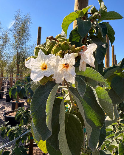 Texas Olive