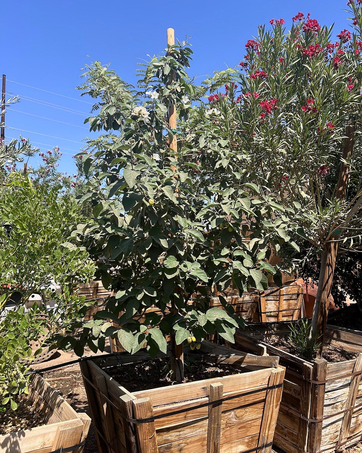 Texas Olive