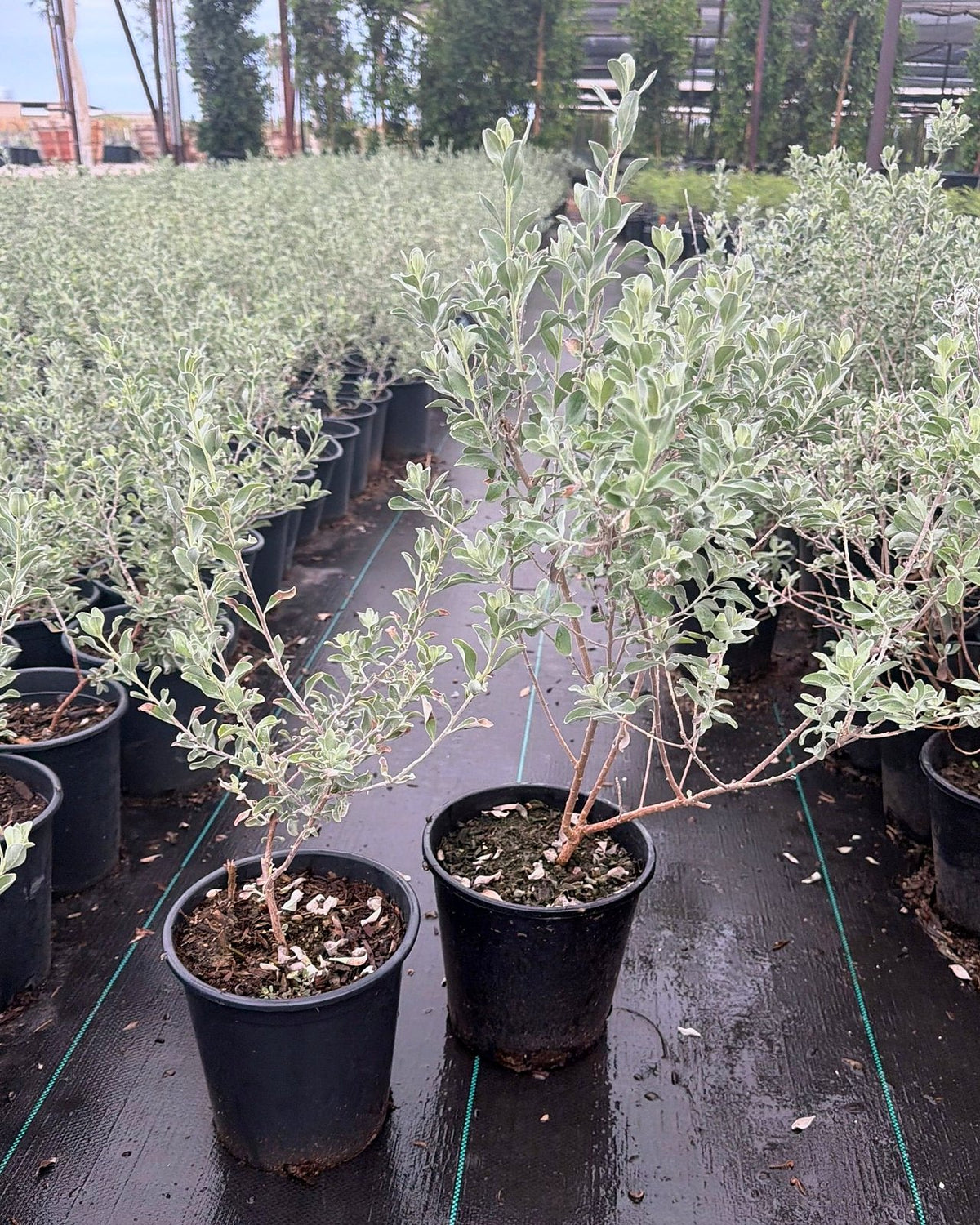Texas Sage Compacta