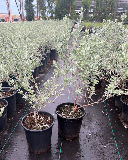 Texas Sage Compacta