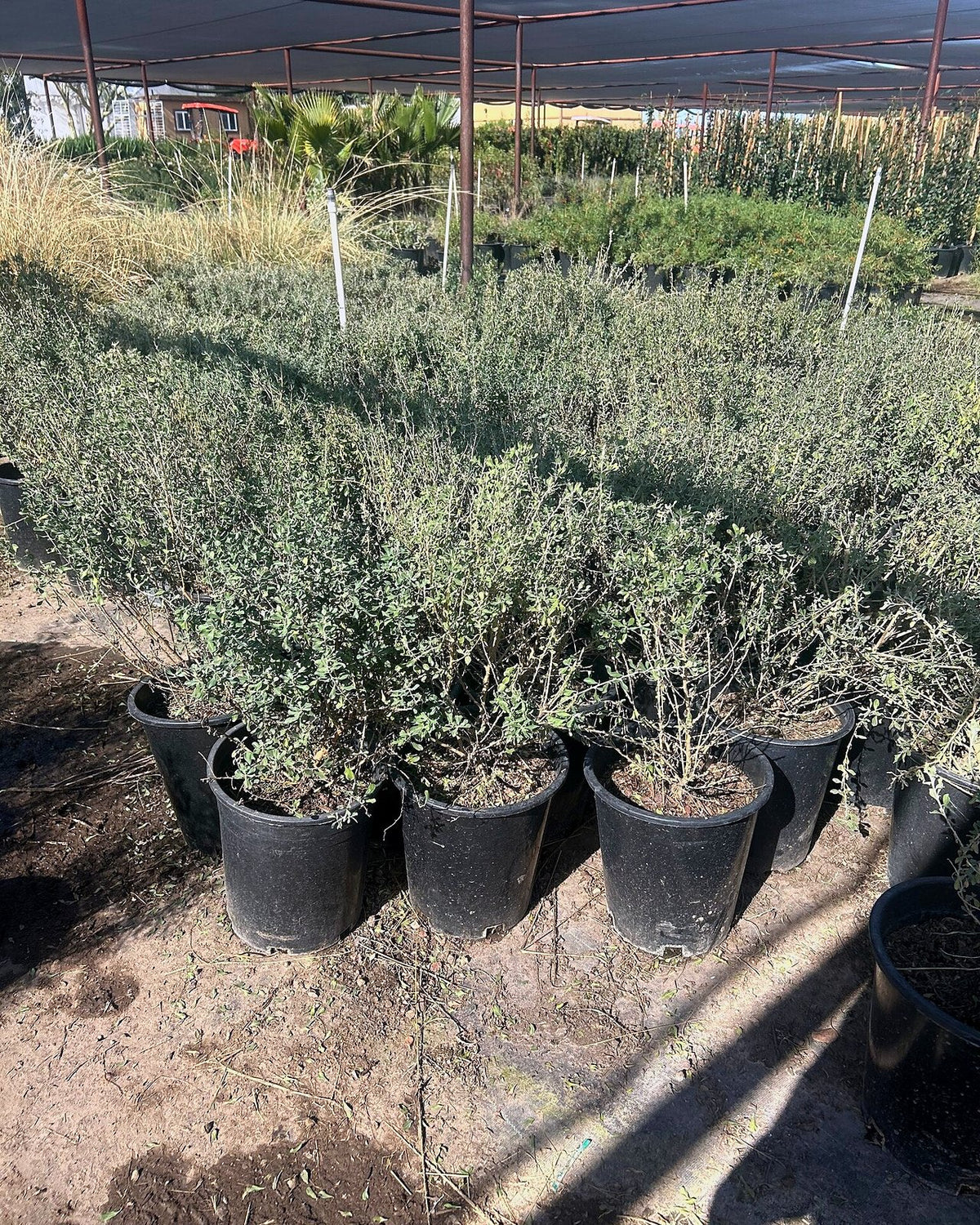 Texas Sage Compacta