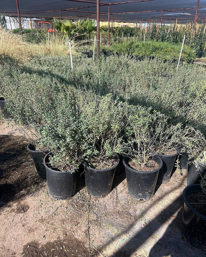 Texas Sage Compacta