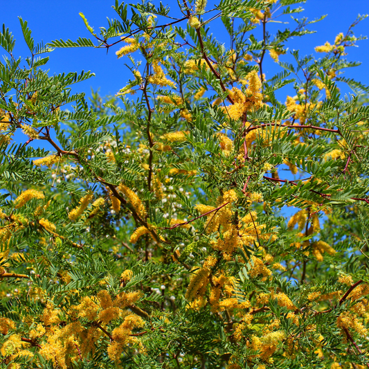 Texas Honey Mesquite