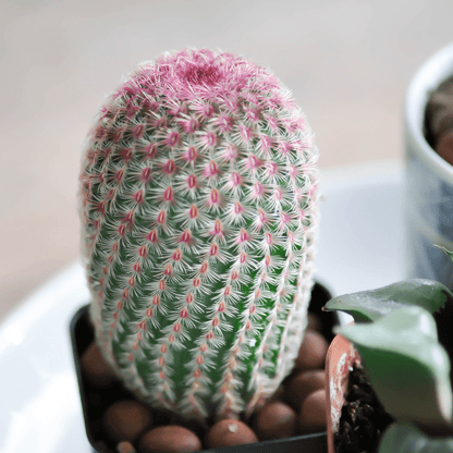 rainbow acres cactus succulent Buy Native Hedgehog Cactus Phoenix, AZ | E. engelmanii