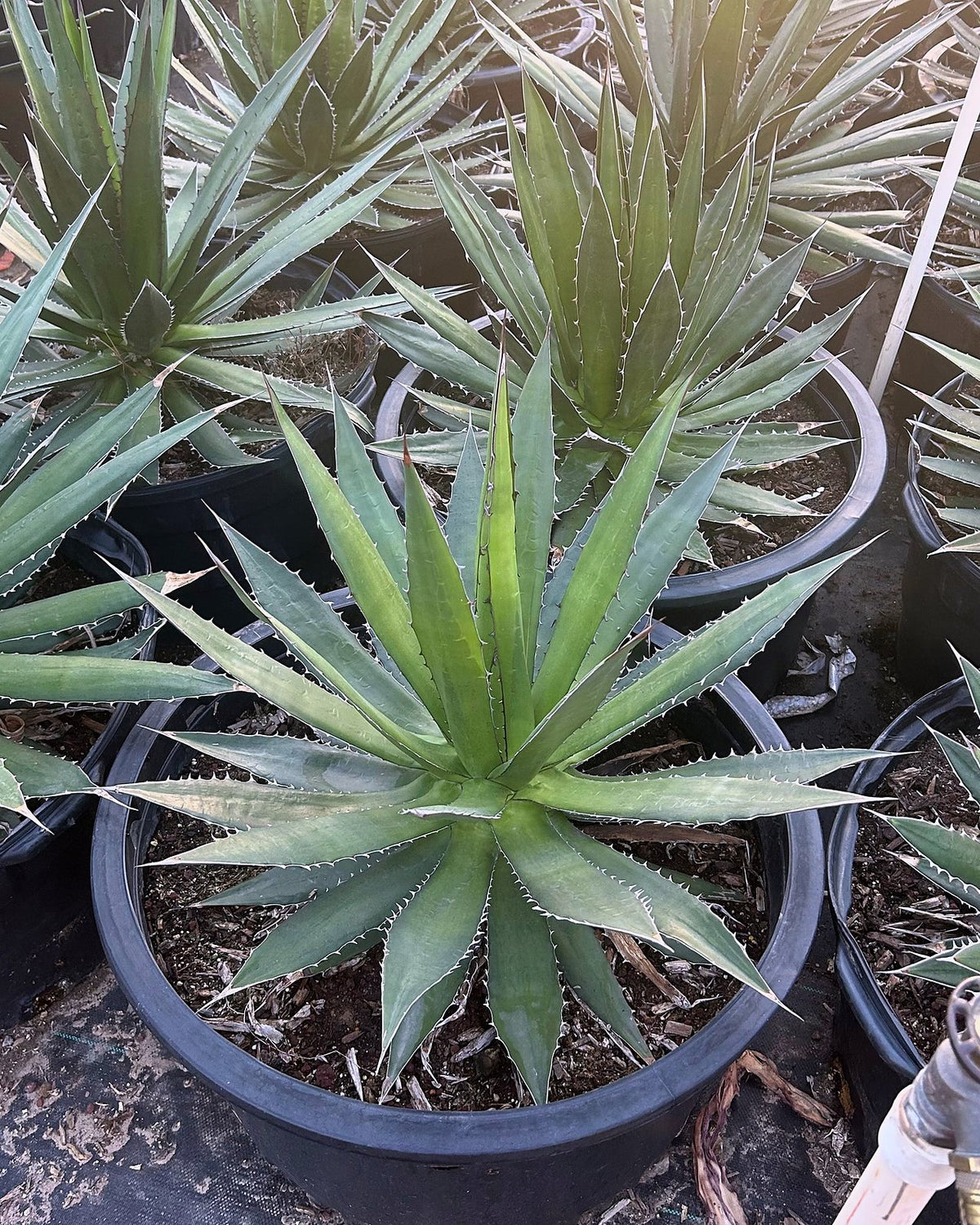 Thorncrest century plant