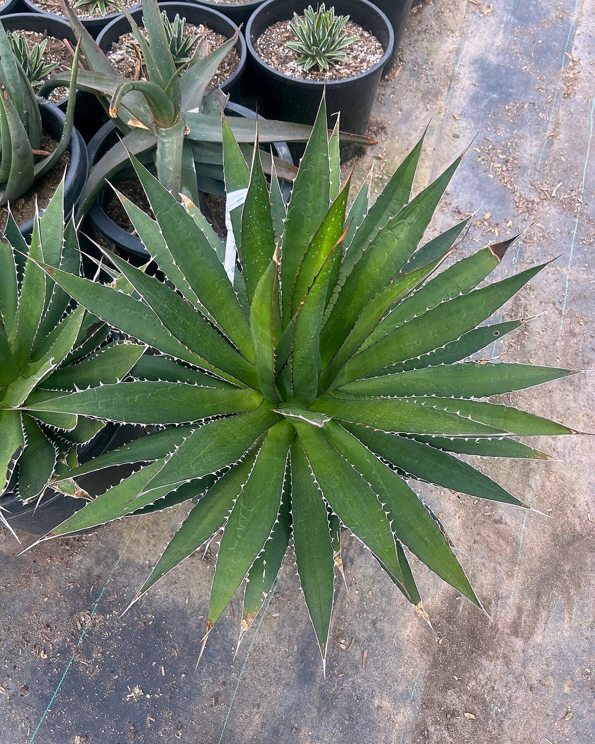 Thorncrest century plant