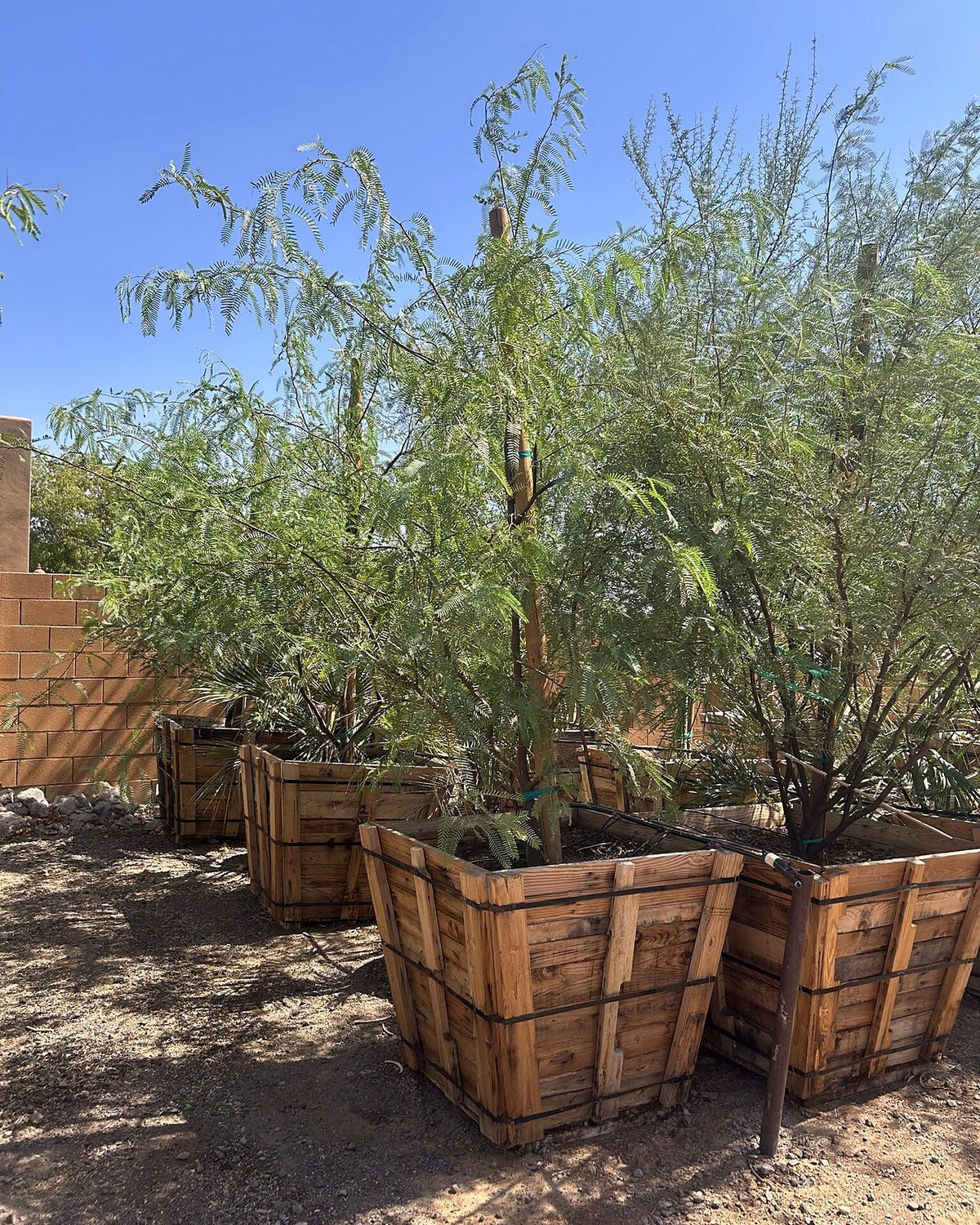 Thornless Texas Honey Mesquite