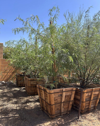 Thornless Texas Honey Mesquite