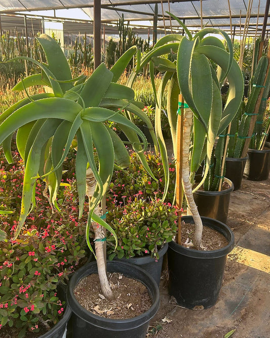 Tilt Head Aloe