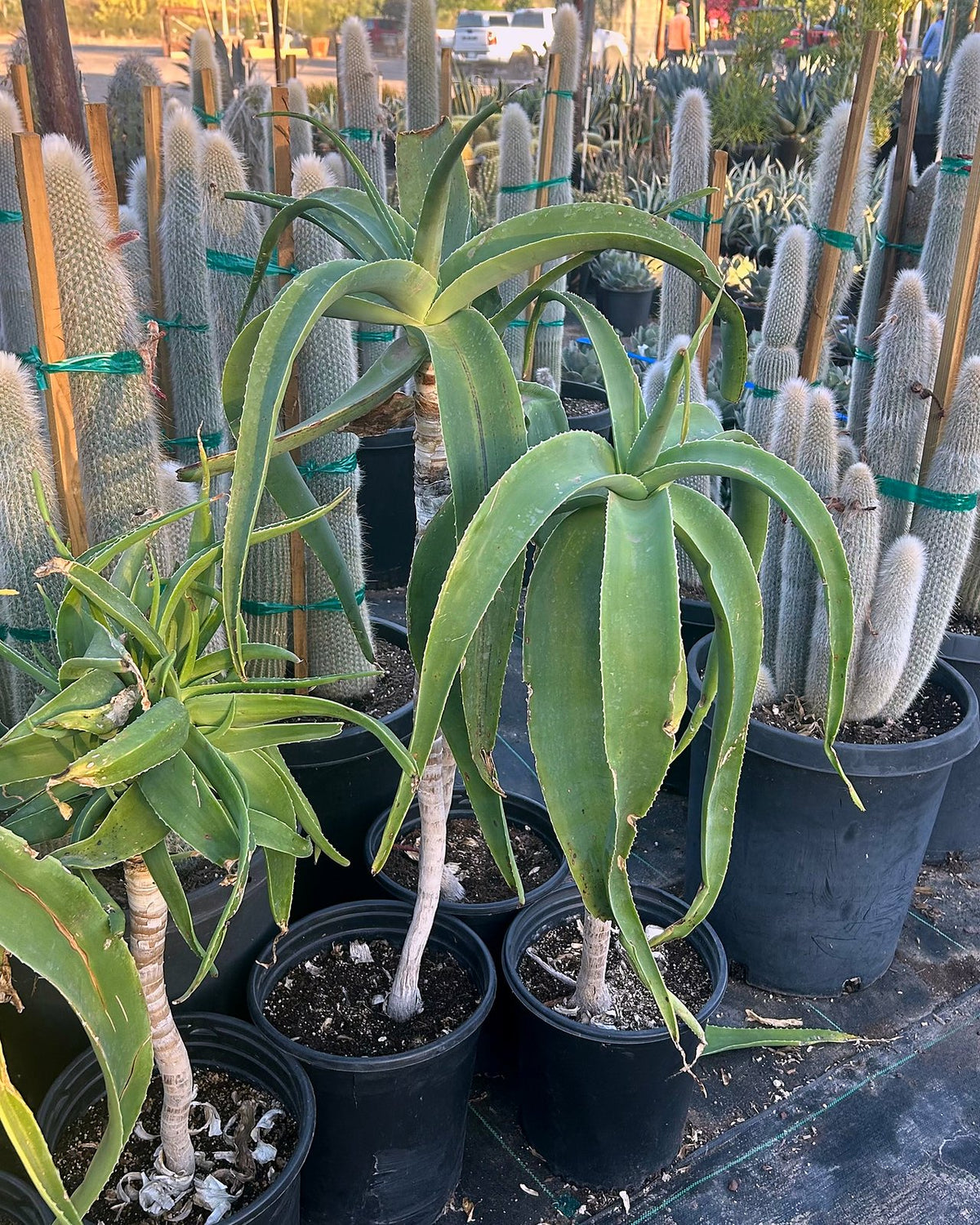 Tilt Head Aloe